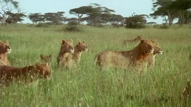 Extraordinary Lion Hunt Filmed | Attenborough 60 Years In The Wild | BBC Earth