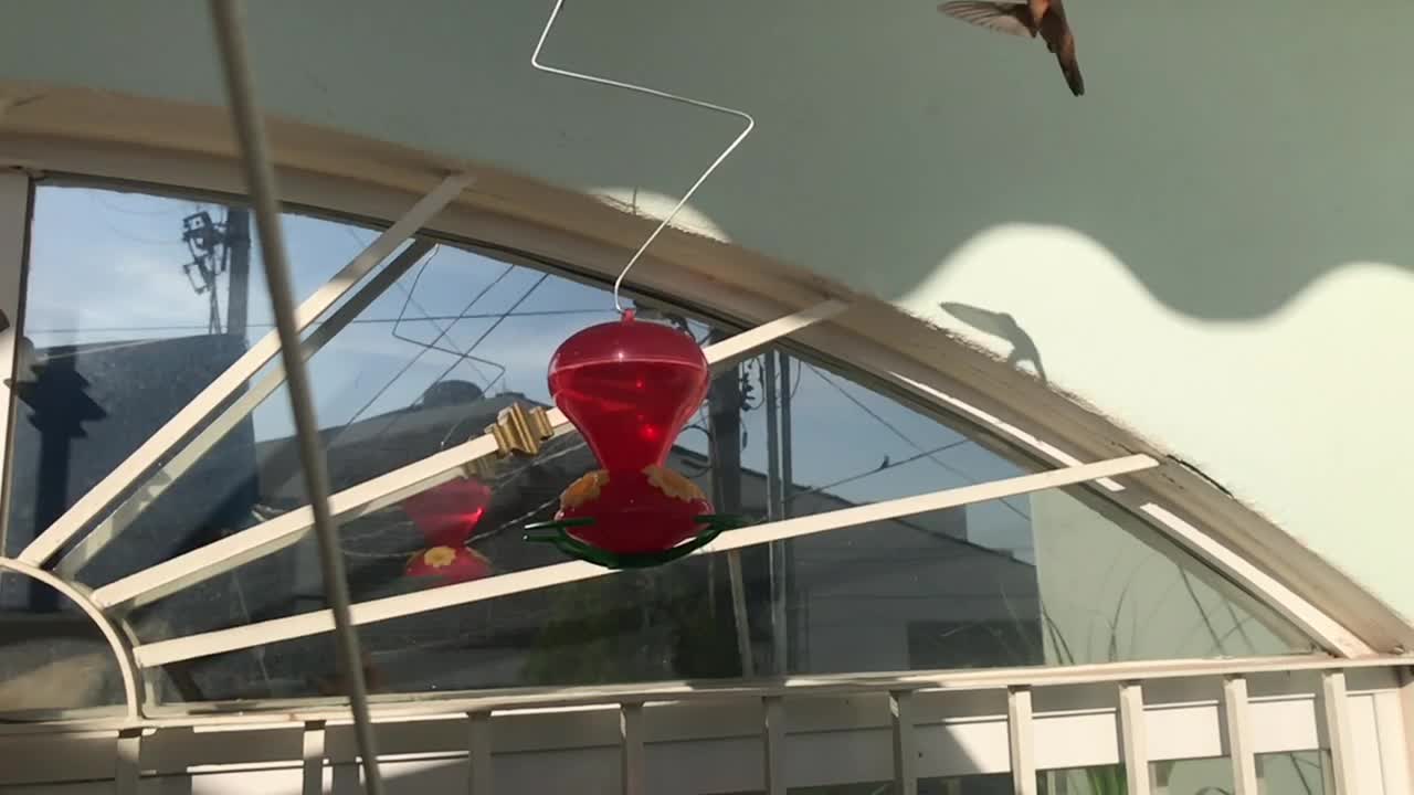 Colibríes admirables