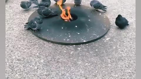 The pigeons so close in fire 🔥 .beacouse the winter season is so cool..