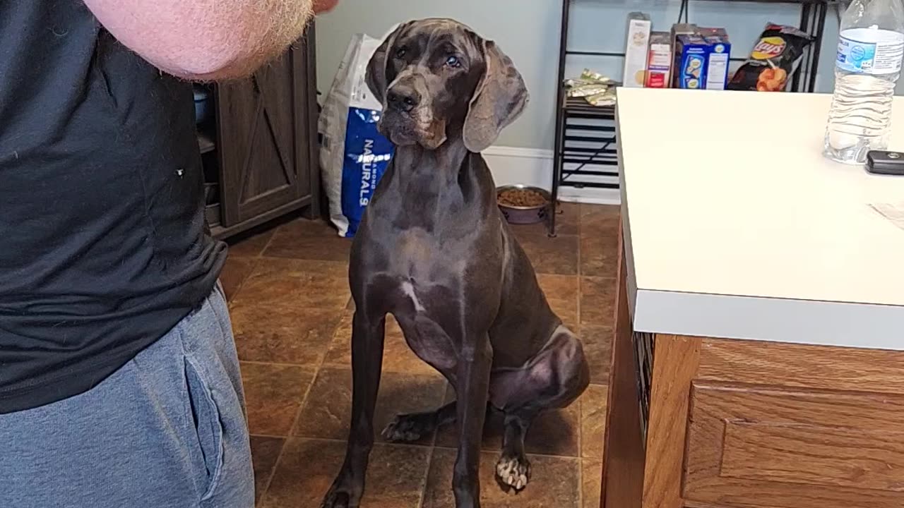 Great Dane Makes Great Catch With Her Head