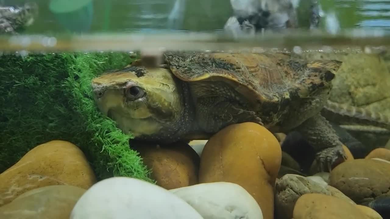 Olecranon turtle