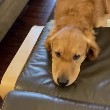 Funny dog rests his head on a chair