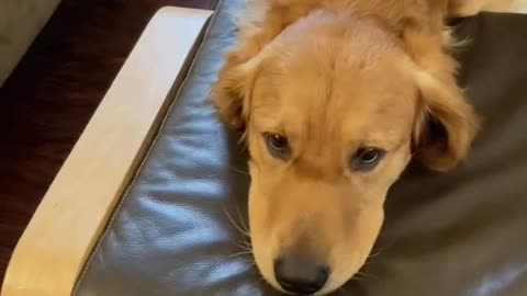 Funny dog rests his head on a chair