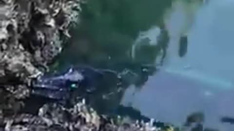 Have you ever seen a marine animal like that?