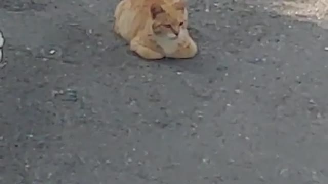 Korean resting cat