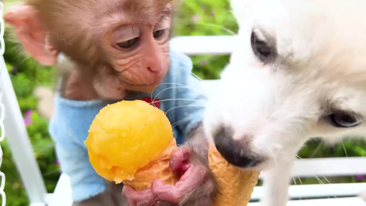 Baby Monkey Bon Bon uses the toilet and has fun playing with ducklings in the swimming pool!