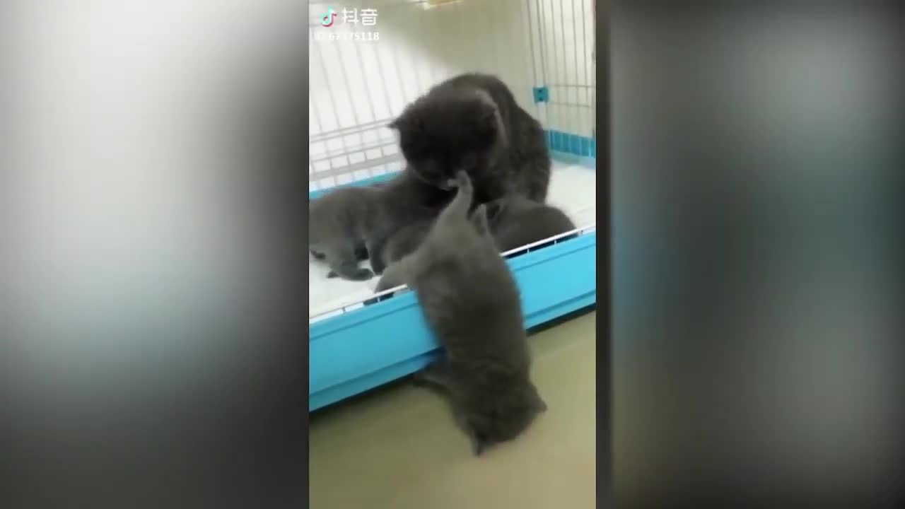 Tiktok cute CATS and funny video.....