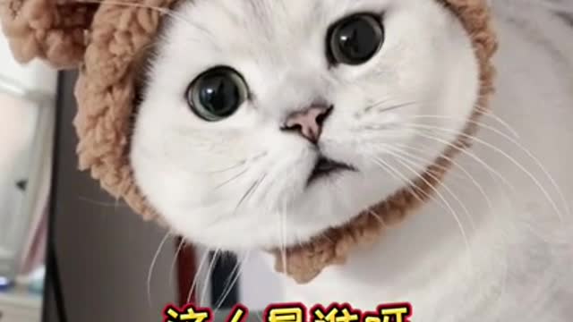 cute cat staring at you with all cute faces in world