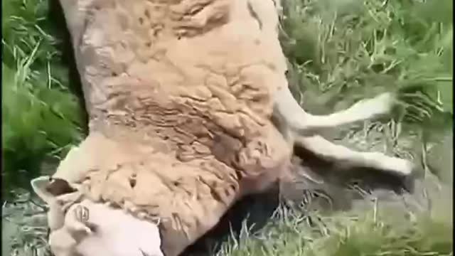 Lazy sheep