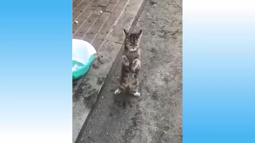 Top Funny Cat Videos of The Weekly #108