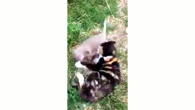 Cat & Rat Friendship Nice Video