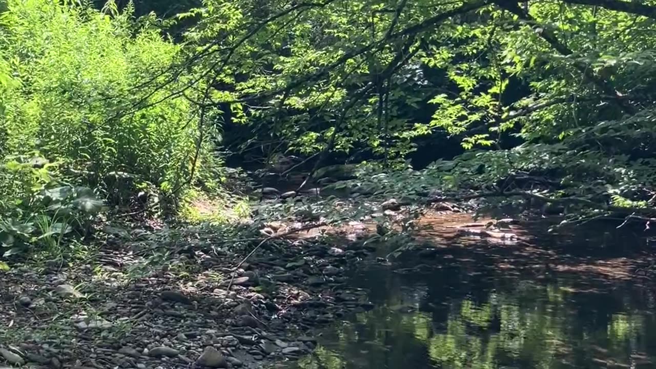 Relaxing Stream at Lewis Dean Nature Preserve