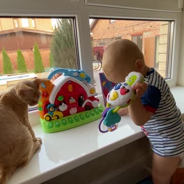 cute behavior of a baby with a cat