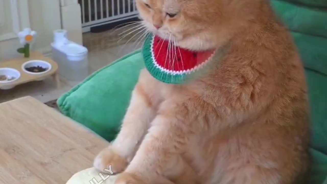 Funny Cat Video