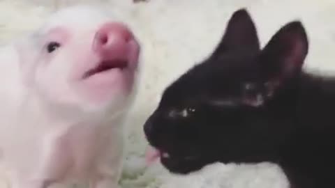 Kitten and pig