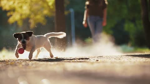 Cute dog Jack Russel terrier trying to catch the ball in park during sunset