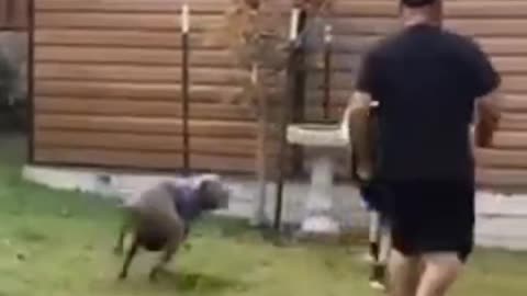 Animal funny video