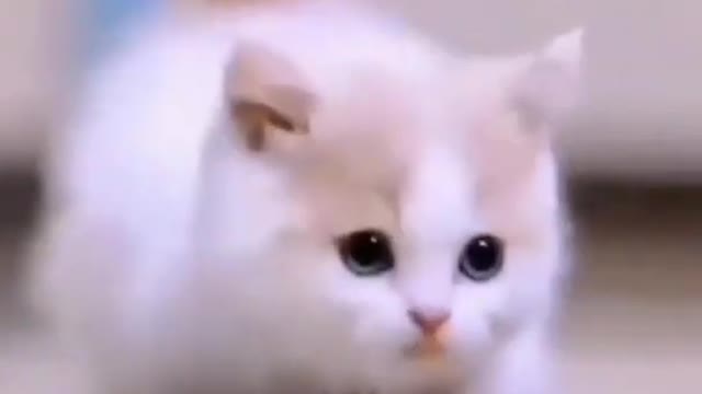 ❤️❤️❤️White cute cats short status videos👌👌👌