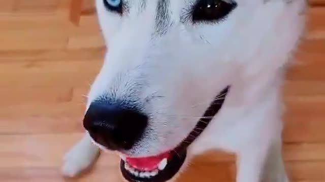 Funny Husky: do these things make my eyes look big?