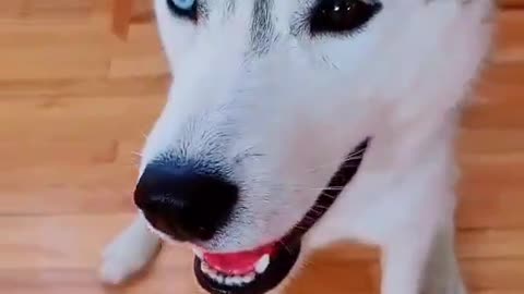 Funny Husky: do these things make my eyes look big?