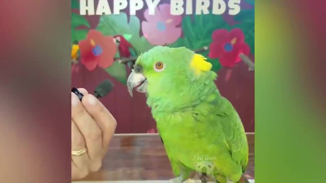 Parrot Talking - Smart and Funny parrot