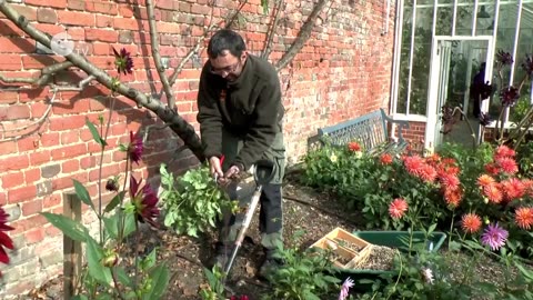 National Trust Gardening Tips Dahlias