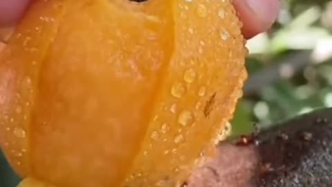 Fruits Video Farm Fresh Ninja Fruit Cutting Satisfying Fruit | Amazing Fruits Video #fruits #short