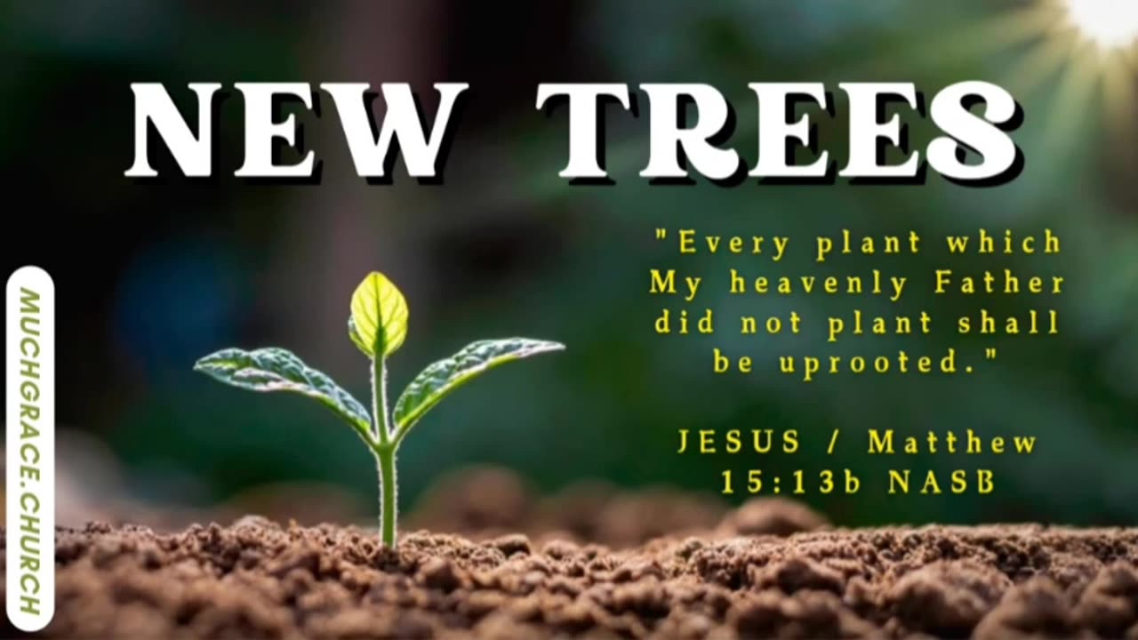 New Trees (3) : The New Birth