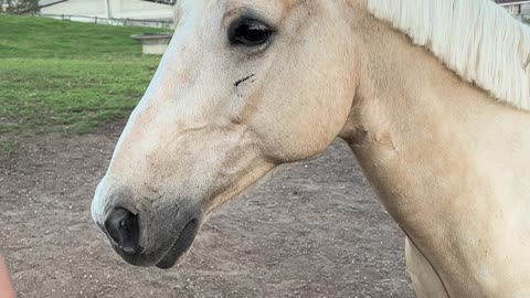 Horses Versus Duct Tape