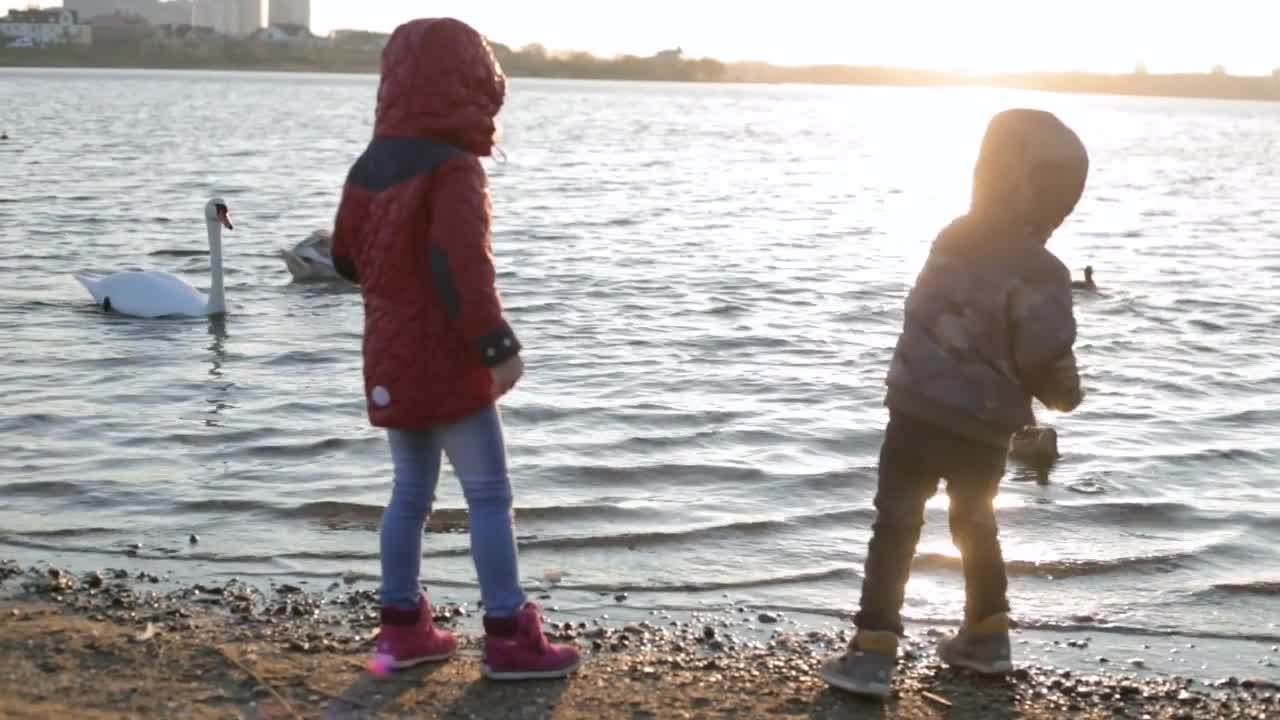 Two happy kids play and feed white swans and ducks at sunset