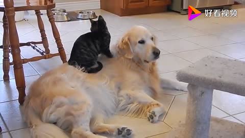 All kinds of pet funny video, really is so funny, after watching tears laugh out