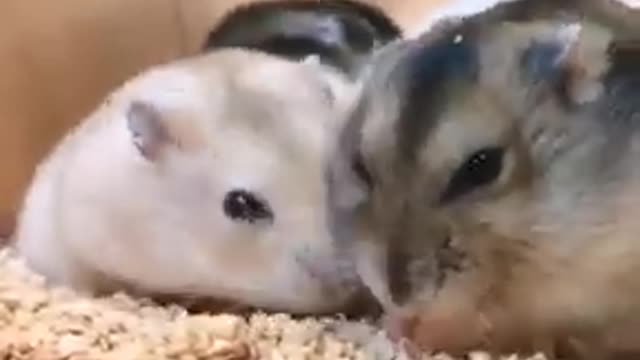 FUNNY AND CHARMING HAMSTERS 😂🐹 | Video Compilation