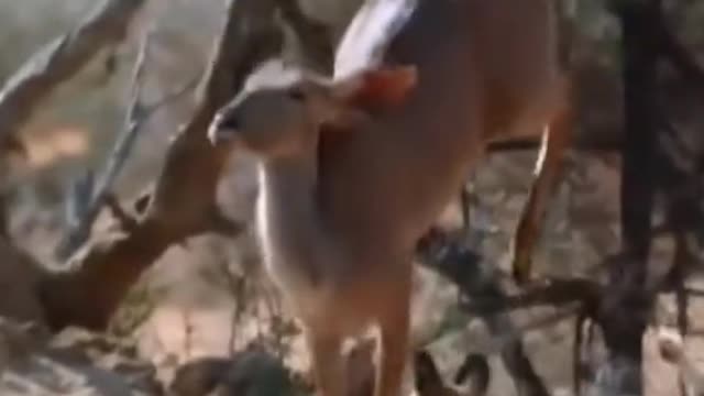 Survival Animals