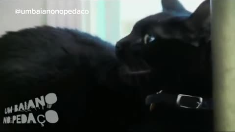 possessed cat if you are afraid of the supernatural do not watch this video