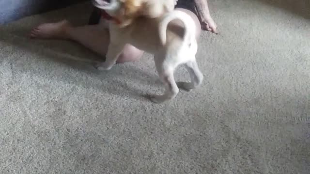 Dog vs Stuffed Animal Rodeo