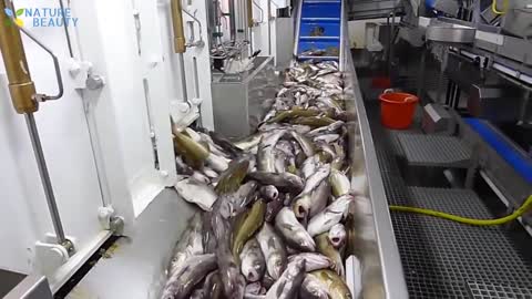 Catching and Processing Fish Right on Ship, Big Catch in The Sea