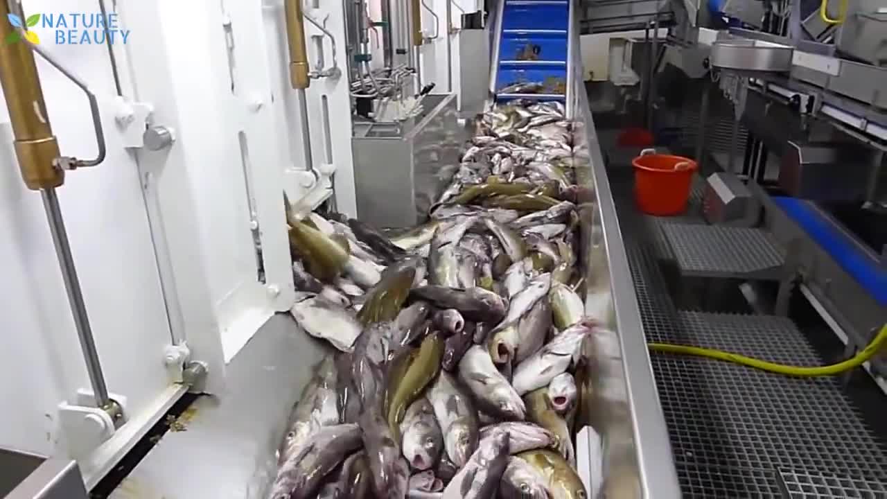 Catching and Processing Fish Right on Ship, Big Catch in The Sea