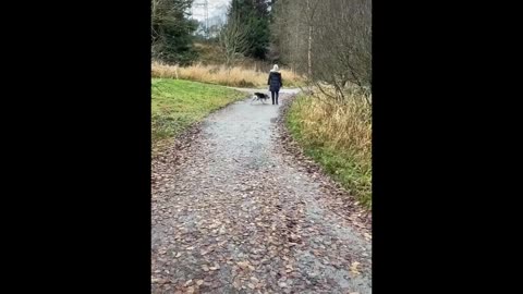 funny cat and dog moments