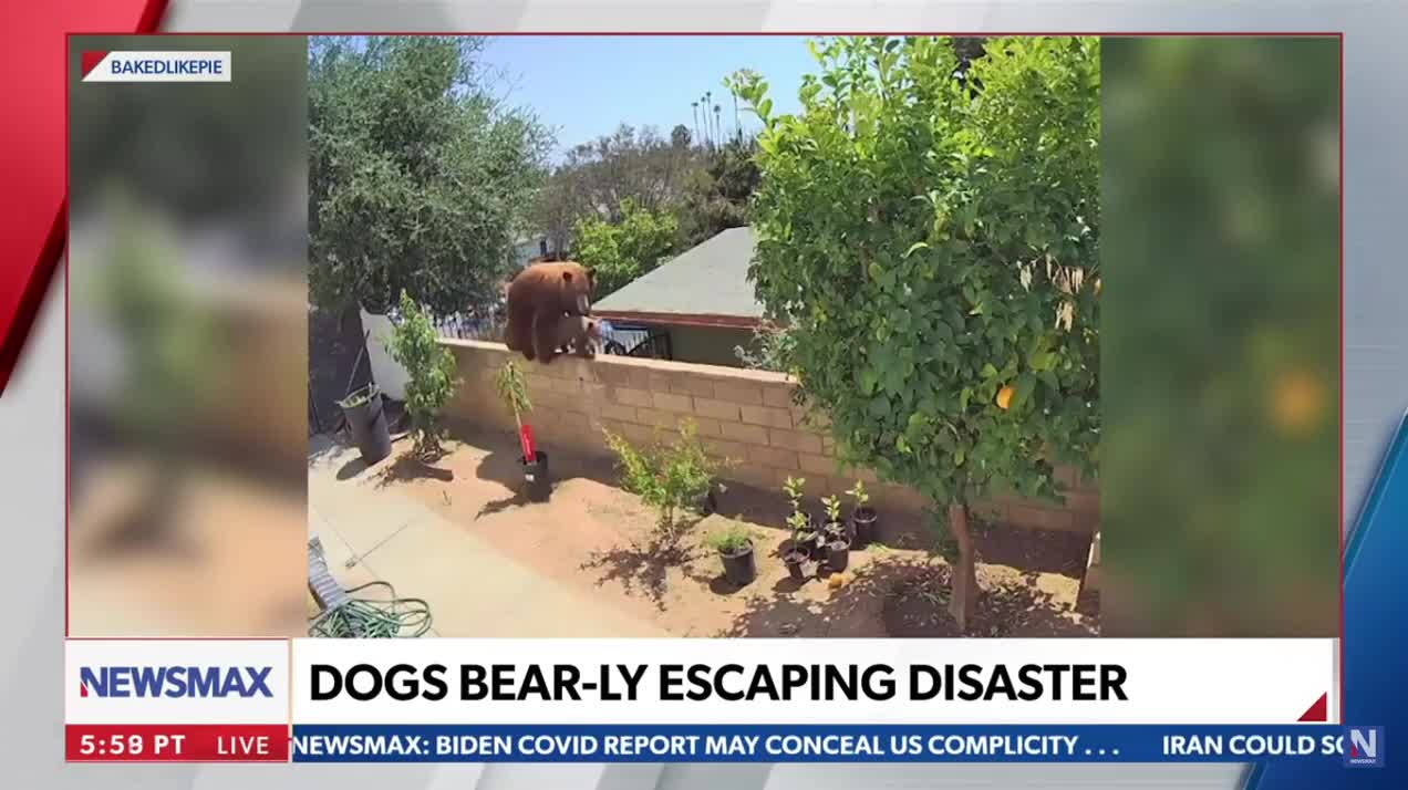 Teenager Attacks Grizzly Bear! * June 2021