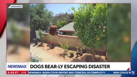 Teenager Attacks Grizzly Bear! * June 2021