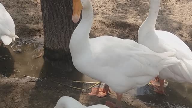 My lovely duck drinking water