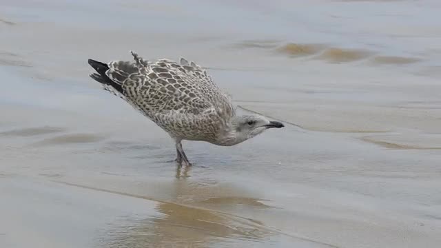 Seagulls foraging