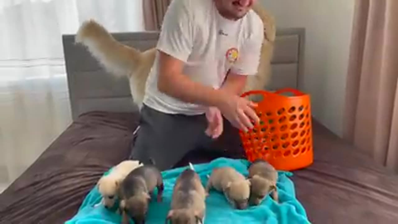 Golden Retriever Meets Puppies for the First Time