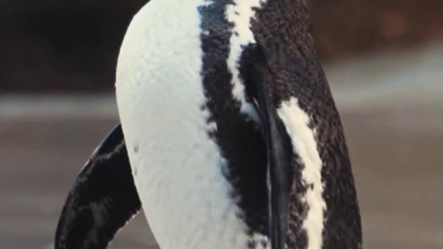 Beautiful penguin Video | Cute Birds Video