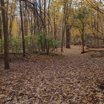 HD heard of Whitetail Deer in Michigan