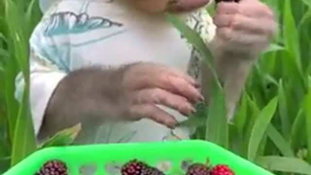 Watch a daring of this monkey and he eats berries