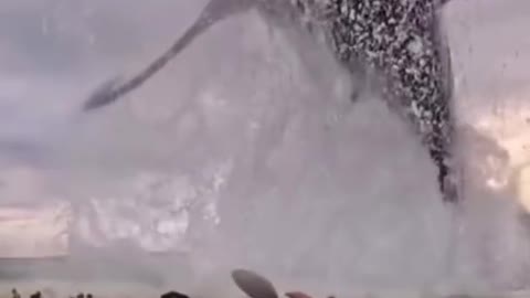 Whale jumps out of water #whale #shark #fish