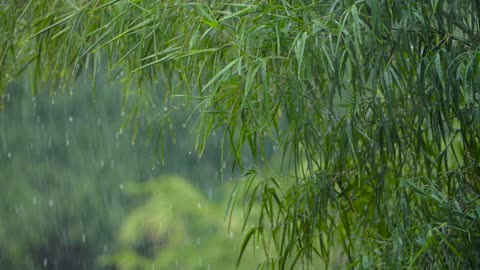 Close-up of rain fall
