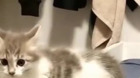 Funny CAT)