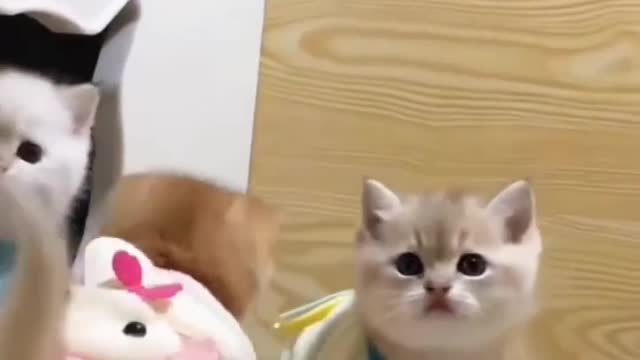 Cat group video